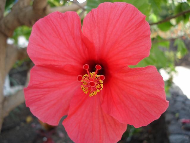 Hibiscus_2.JPG - Ueberall blueht der Hibiscus