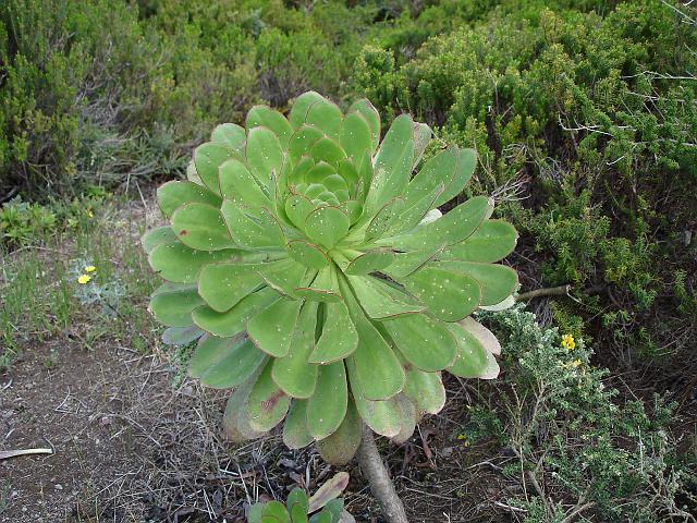 Riesenrosette.JPG - eine riesige Fettpflanze waechst zwischen der Baumheide