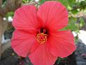 Hibiscus_2