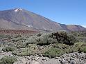 Teide_Flechten_Lava